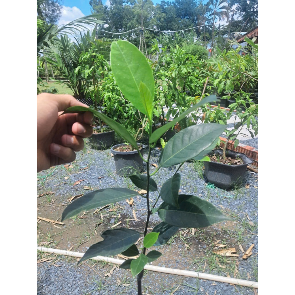 Cây Giống Mít Mã Lai (Malaysia) Chuẩn Giống Nhanh Ra Trái Khỏe Mạnh