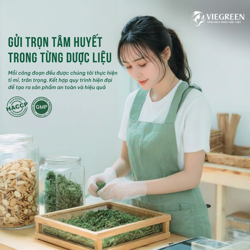 Combo 3 Trà Túi Lọc Đinh Lăng + Búp Ổi + Cà Gai Leo VIEGREEN, 50x3g + 50x3g + 50x3g, GMP HACCP