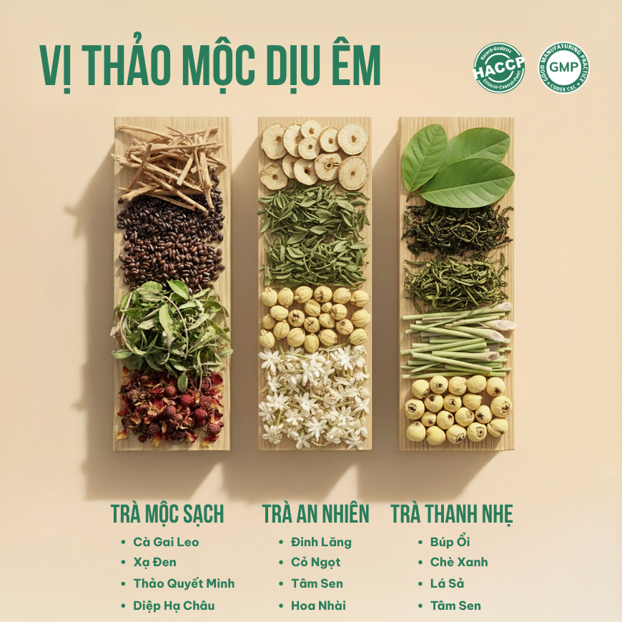 Combo 3 Trà Túi Lọc Đinh Lăng + Búp Ổi + Cà Gai Leo VIEGREEN, 50x3g + 50x3g + 50x3g, GMP HACCP