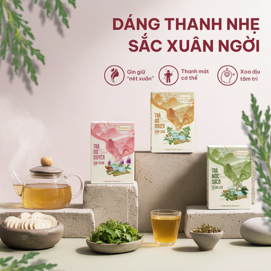 Combo 3 Trà Túi Lọc VIEGREEN Sâm Tố Nữ + Đinh Lăng + Cà Gai Leo, Không Đường, GMP HACCP