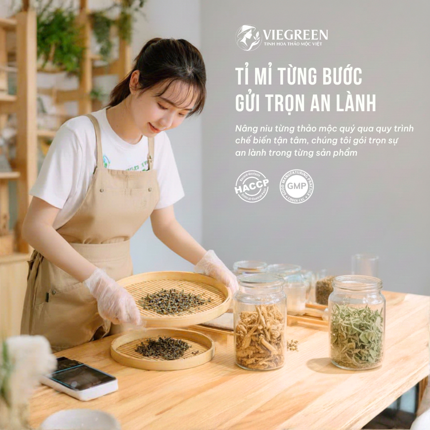 Combo 3 Trà Túi Lọc VIEGREEN Sâm Tố Nữ + Đinh Lăng + Cà Gai Leo, Không Đường, GMP HACCP