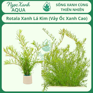 Cây thủy sinh Rotala Xanh Lá Kim (Vảy Ốc Xanh Cao) – rotala rotundifolia "periya" – Ngọc Xanh Aqua