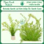 50 Loại Cây Thuỷ Sinh Cắt Cắm – Tự Chọn Từng Loại – Ngọc Xanh AQUA