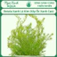Cây thủy sinh Rotala Xanh Lá Kim (Vảy Ốc Xanh Cao) – rotala rotundifolia "periya" – Ngọc Xanh Aqua