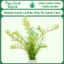 Cây thủy sinh Rotala Xanh Lá Kim (Vảy Ốc Xanh Cao) – rotala rotundifolia "periya" – Ngọc Xanh Aqua