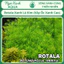 Cây thủy sinh Rotala Xanh Lá Kim (Vảy Ốc Xanh Cao) – rotala rotundifolia "periya" – Ngọc Xanh Aqua