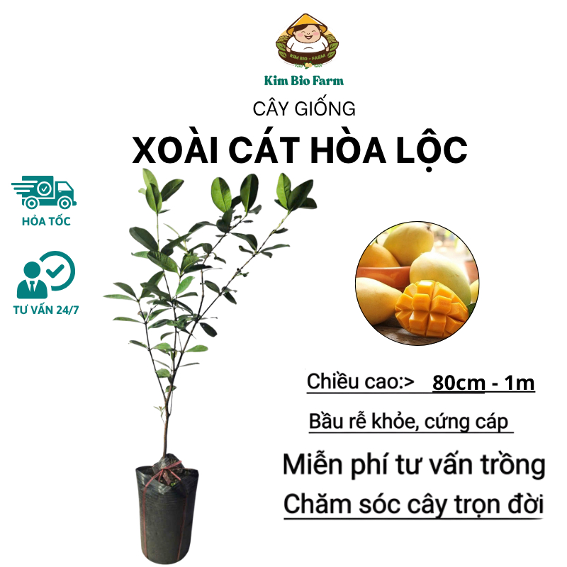 Cây Xoài Cát Hòa Lộc – Chuẩn Giống F1 Ngọt Thơm, Trái To Đẹp, Cho Năng Suất Cao, Dễ Chăm Sóc