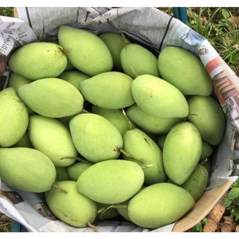 Cây Xoài Cát Hòa Lộc – Chuẩn Giống F1 Ngọt Thơm, Trái To Đẹp, Cho Năng Suất Cao, Dễ Chăm Sóc