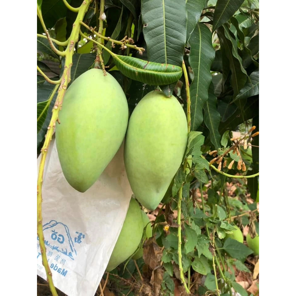 Cây Xoài Cát Hòa Lộc – Chuẩn Giống F1 Ngọt Thơm, Trái To Đẹp, Cho Năng Suất Cao, Dễ Chăm Sóc