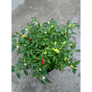 Chậu ớt kiểng đang trái