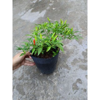 Chậu ớt kiểng đang trái