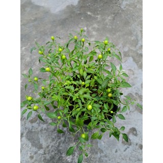 Chậu ớt kiểng đang trái