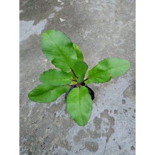 Cây giống sống đời ( cây t.h.uốc bỏng)