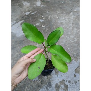 Cây giống sống đời ( cây t.h.uốc bỏng)