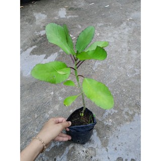 Cây giống sống đời ( cây t.h.uốc bỏng)