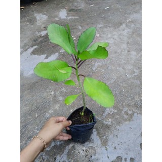 Cây giống sống đời ( cây t.h.uốc bỏng)