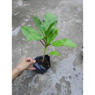 Cây giống sống đời ( cây t.h.uốc bỏng)