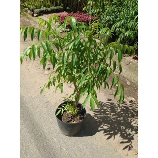 Chậu Cây Cóc Thái (Size Lớn) - cây giống ăn quả