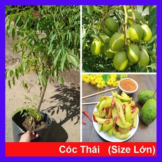 Chậu Cây Cóc Thái (Size Lớn) - cây giống ăn quả