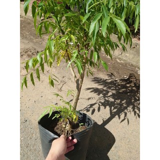 Chậu Cây Cóc Thái (Size Lớn) - cây giống ăn quả