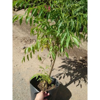 Chậu Cây Cóc Thái (Size Lớn) - cây giống ăn quả