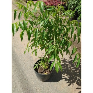 Chậu Cây Cóc Thái (Size Lớn) - cây giống ăn quả