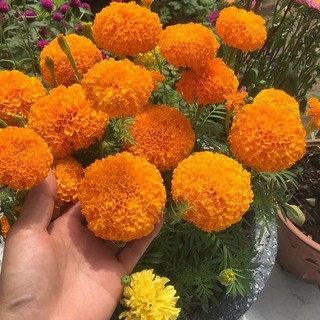 HẠT GIỐNG VẠN THỌ CAM LÙN, TRỒNG HOA TẾT
