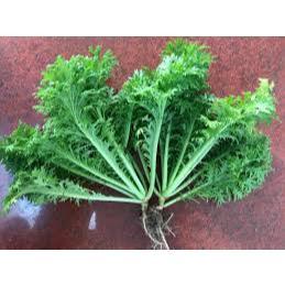 HẠT GIỐNG CẢI MÙ TẠT wasabi vụ đông xuân