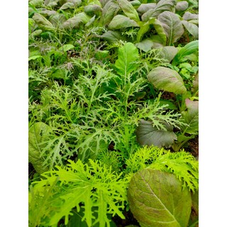 HẠT GIỐNG CẢI MÙ TẠT wasabi vụ đông xuân