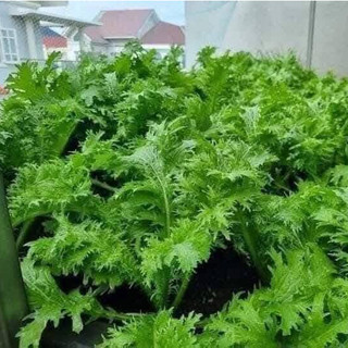 HẠT GIỐNG CẢI MÙ TẠT wasabi vụ đông xuân