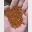 500g Kg Hạt Kê, Kê Đỏ Hạt Bóng Cho Gà Rutin Chim Cảnh, Vẹt, Chim Yến Phụng, Chim Cu Gáy, Hamster Và Các Dòng Chim Sẻ