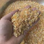 1KG Cám Ngô Vỡ Cho Gà, Vịt, Heo - Ngô Sấy Nghiền Vỡ Hoa Mộc Lan