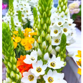 Hat giống hoa thiên nga Mắt ngọc siêu đẹp, trồng quanh năm