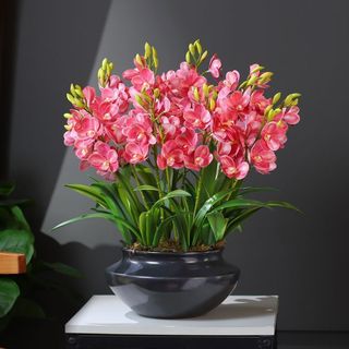 Hat giống hoa thiên nga Mắt ngọc siêu đẹp, trồng quanh năm