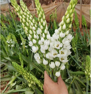 Hat giống hoa thiên nga Mắt ngọc siêu đẹp, trồng quanh năm