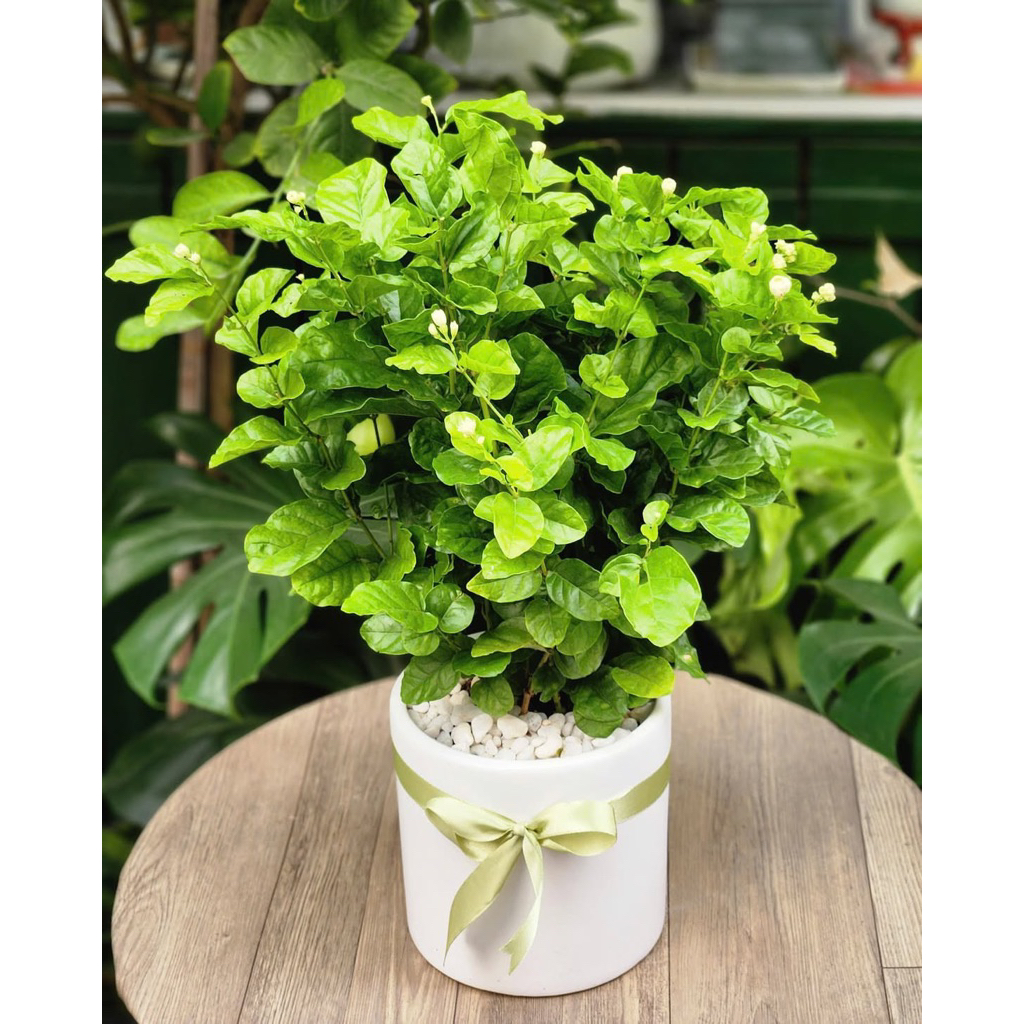 Chậu hoa quà tặng 20/10- 20/11- Chậu hoa nhài, hoa lài thơm sẵn hoa kèm chậu đất nung và xi măng cao cấp