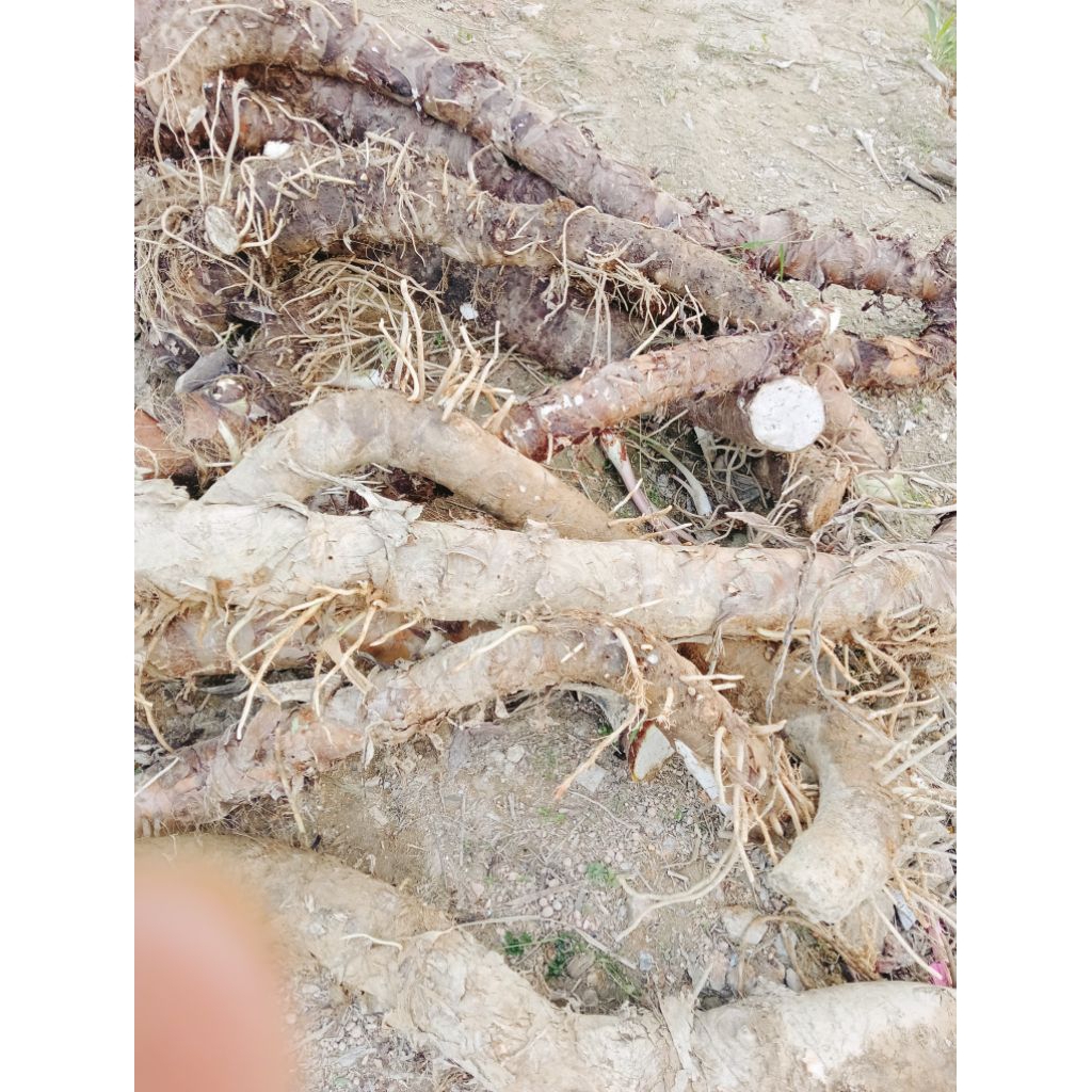 5kg củ ráy rừng (bạc hà núi) tươi 100k | Shopee Việt Nam