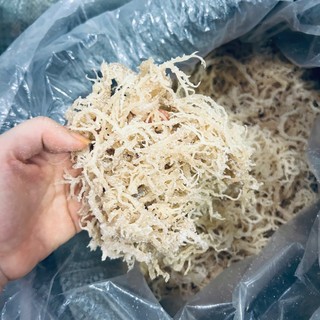 combo 2kg rong sụn gai một nắng, rong sụn làm gỏi, rong sụn làm seamoss gel, mứt rong sụn