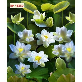 Tranh Lụa Hình Hoa Sen Thanh Khiết (KHỔ DỌC) Phù Hợp Decor Spa, Phòng Thiền Thư Giãn