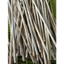 Combo 5 Que Mây [ruột mây] Dẻo Dai Dài 80cm
