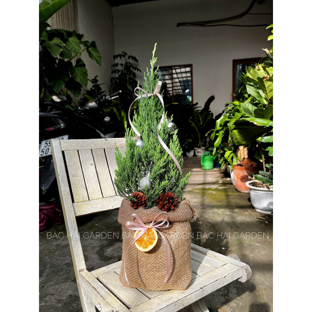 [Ship hỏa tốc] Cây Tùng Sơn size 30-40cm trang trí giáng sinh- Noel đẹp kèm túi bố vintage