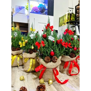 Cây Tùng Sơn size 30-40cm trang trí giáng sinh- Noel đẹp kèm túi bố vintage