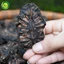 Trà Nhàu Rừng Sunbeleaf - Giảm Đau Nhức Xương Khớp, Giảm Viêm, Đau Nhức Mãn Tính