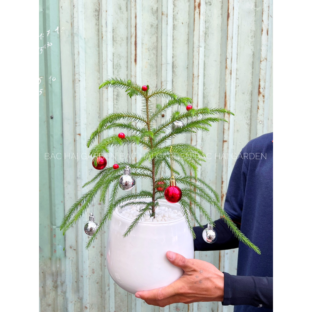 Cây Tùng bách tán để bàn decor Noel kèm chậu men sứ trắng- Cây để bàn- Cây trang trí trong nhà, văn phòng