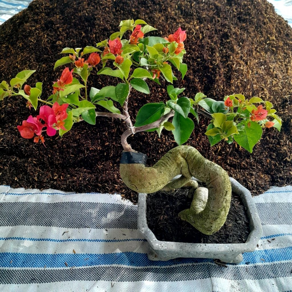 Giá thể trồng cây đã xử lý, tặng chỉ sơ dừa