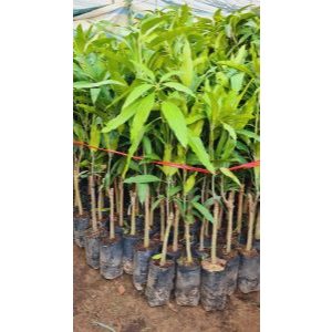 Cây Xoài Thái – Giống Xoài F1 Thái Lan Nổi Tiếng Năng Suất Cao, Trái To, Ngọt Thanh