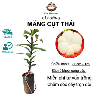 Cây Măng Cụt Thái – Giống Cao Sản Nổi Tiếng, Trái To Ngọt Thanh, Dễ Trồng, Cho Năng Suất Cao