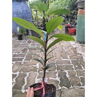 Cây Măng Cụt Thái – Giống Cao Sản Nổi Tiếng, Trái To Ngọt Thanh, Dễ Trồng, Cho Năng Suất Cao