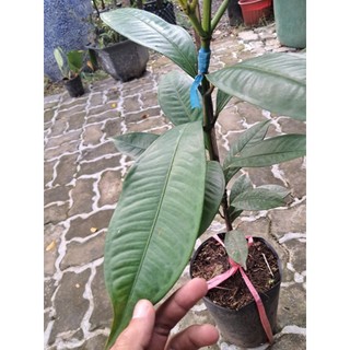 Cây Măng Cụt Thái – Giống Cao Sản Nổi Tiếng, Trái To Ngọt Thanh, Dễ Trồng, Cho Năng Suất Cao