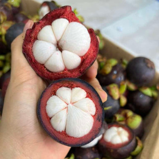 Cây Măng Cụt Thái – Giống Cao Sản Nổi Tiếng, Trái To Ngọt Thanh, Dễ Trồng, Cho Năng Suất Cao